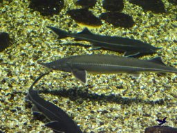 Haus des Meeres 13.03.2026